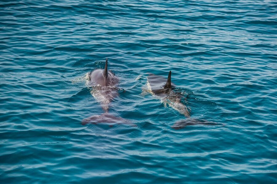 Lagos: Dolphin Watch Tour with Professional Marine Biologist - Why the marine biologist makes a difference
