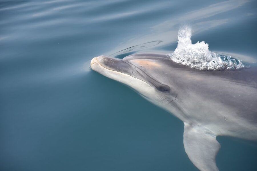 Lagos: Dolphin Watch Tour with Professional Marine Biologist - What the boat ride feels like from different seats