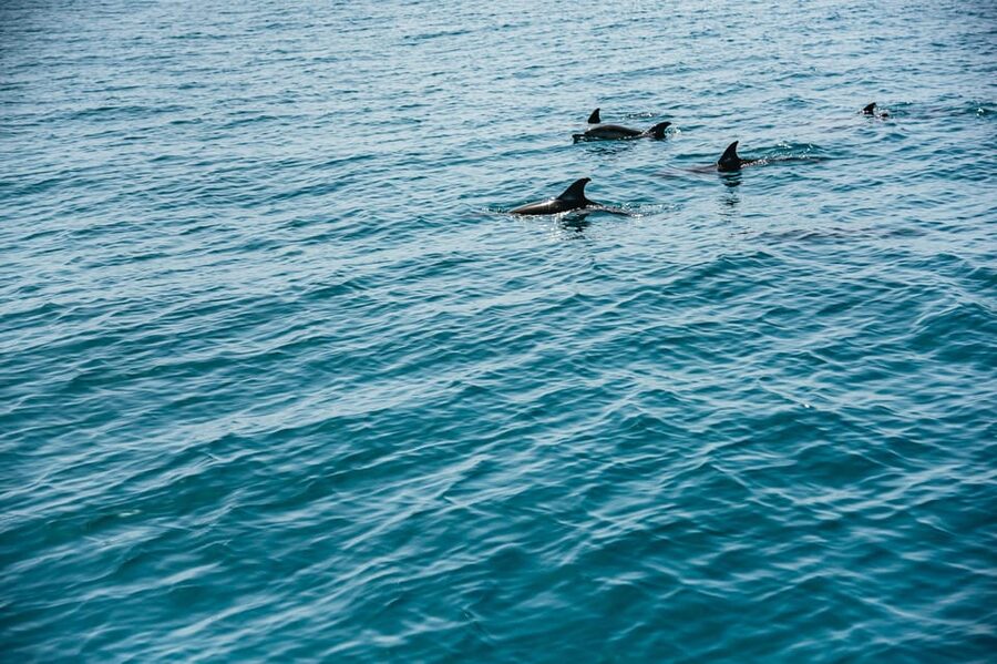 Lagos: Dolphin Watch Tour with Professional Marine Biologist - Who should take this Lagos dolphin tour?