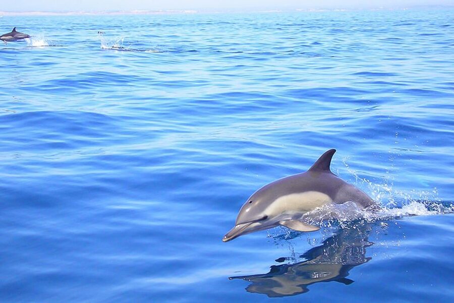 Lagos: Dolphin Watching with Professional Marine Biologists - Key points to know before booking