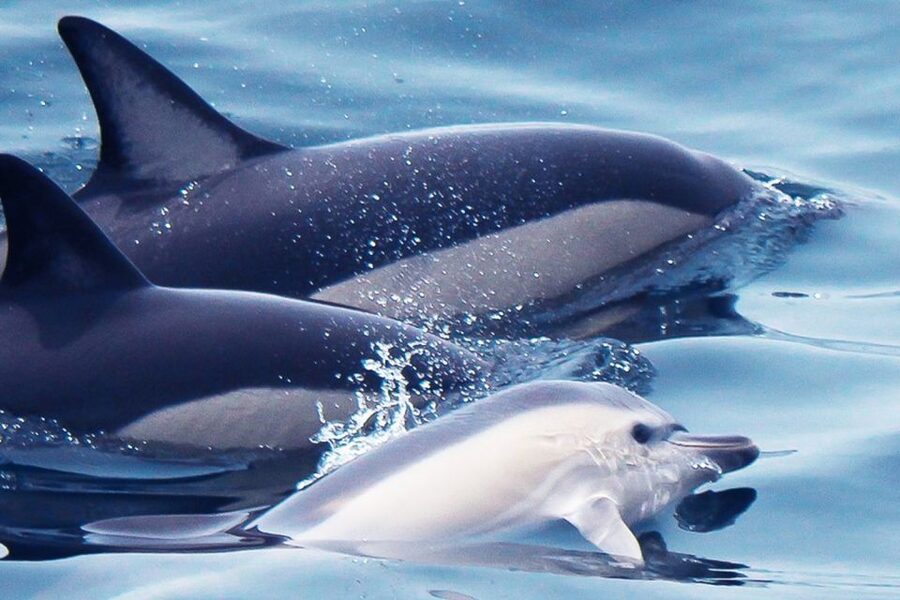 Lagos: Dolphin Watching with Professional Marine Biologists - Leaving Lagos Marina on the Tornado RIB