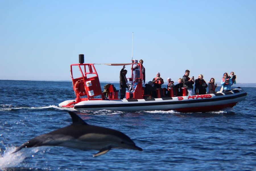 Lagos: Dolphin Watching with Professional Marine Biologists - Watching dolphins without bait or a staged show