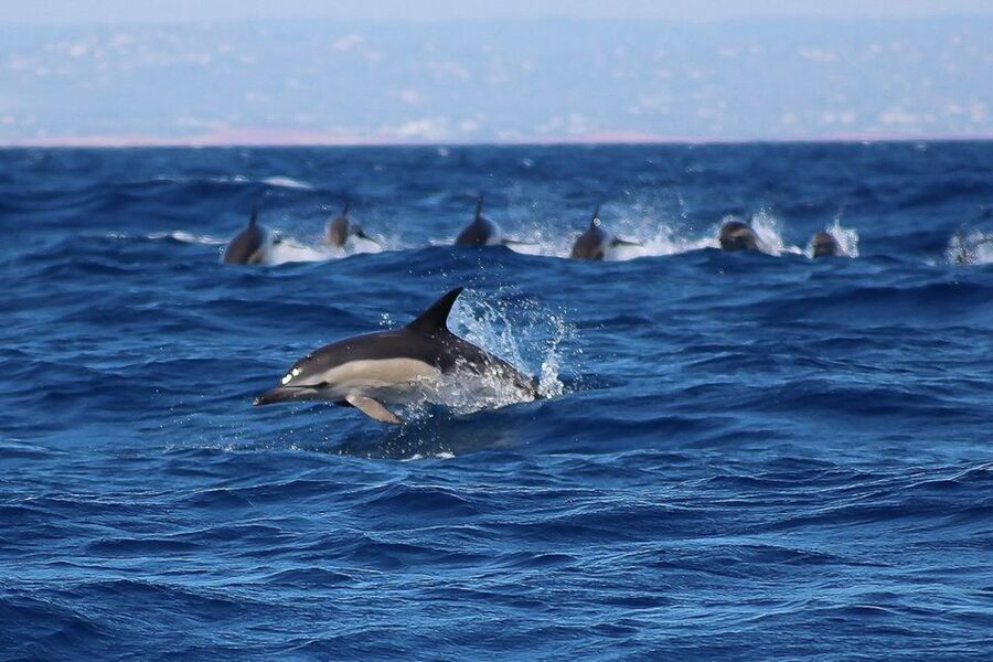 Lagos: Dolphin Watching with Professional Marine Biologists - What the 1.5-hour itinerary feels like