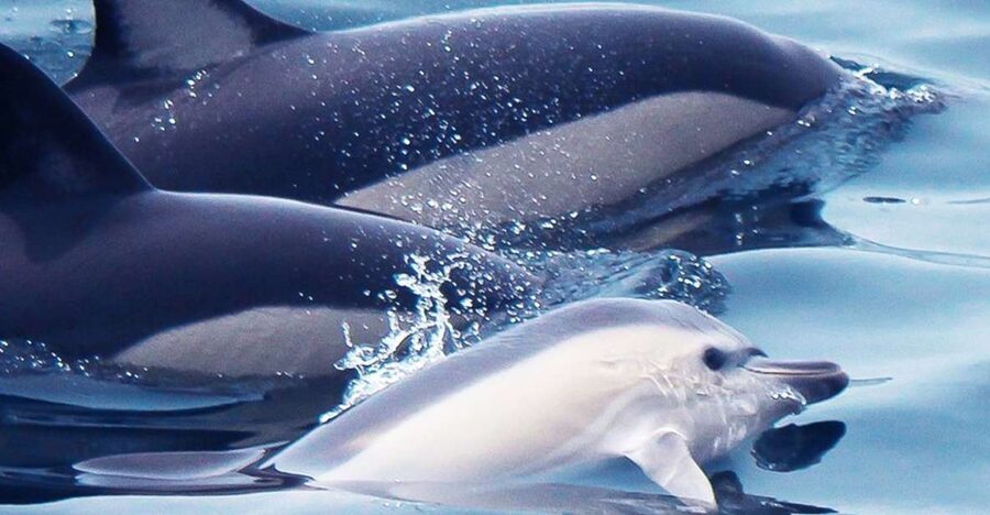 Lagos: Dolphin Watching with Professional Marine Biologists - The search across the Southern Portuguese coast