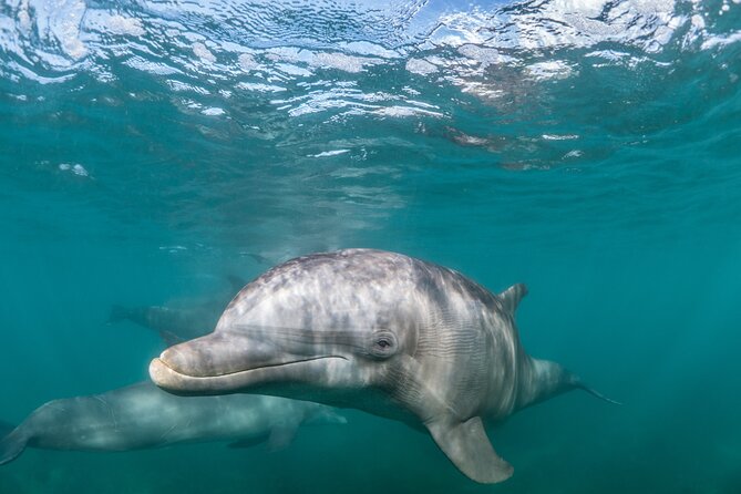 Lagos: Dolphins & Benagil Caves – Catamaran - Key things to know before you book