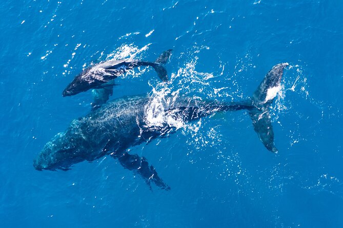 Lagos: Dolphins & Benagil Caves – Catamaran - Practical details that make the day easier
