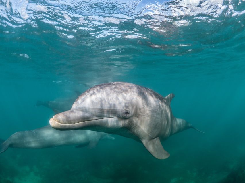 Lagos: Dolphins & Caves - Catamaran - When to book and how to plan the day