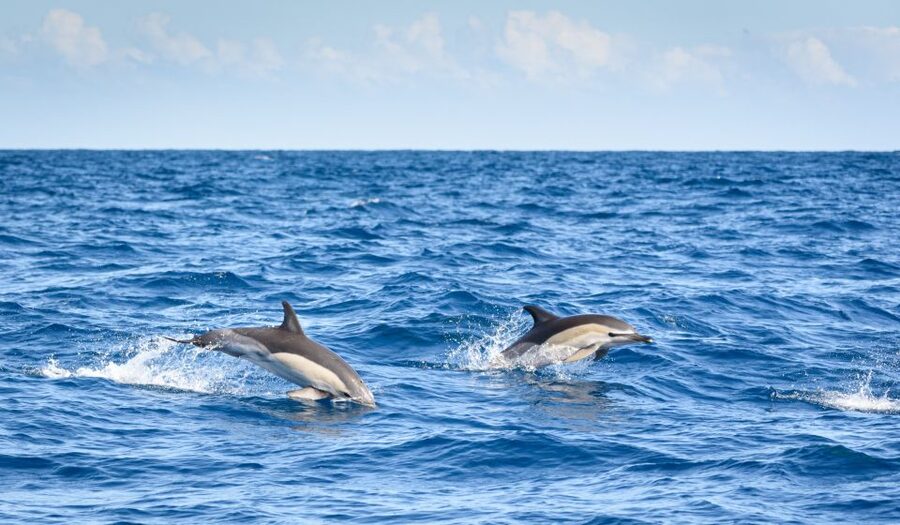Lagos: Dolphins & Caves - Catamaran - Marine biology without a classroom feel