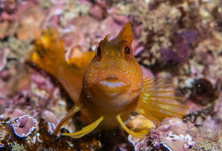 Lagos: Guided Scuba Diving Trip for Beginners - Key points before you book