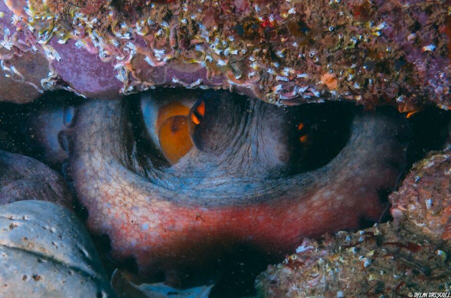 Lagos: Guided Scuba Diving Trip for Beginners - The boat ride to the rocky coast