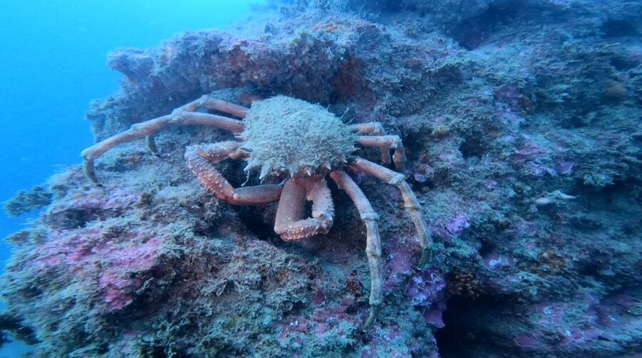 Lagos: Guided Scuba Diving Trip for Beginners - Entering the water as a complete beginner