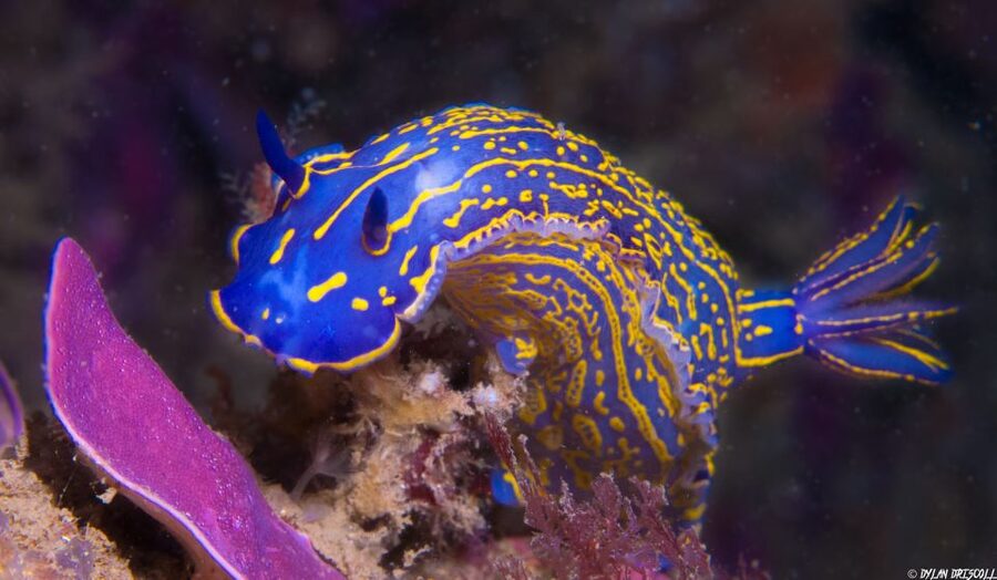 Lagos: Guided Scuba Diving Trip for Beginners - About 35 minutes among Atlantic sea life