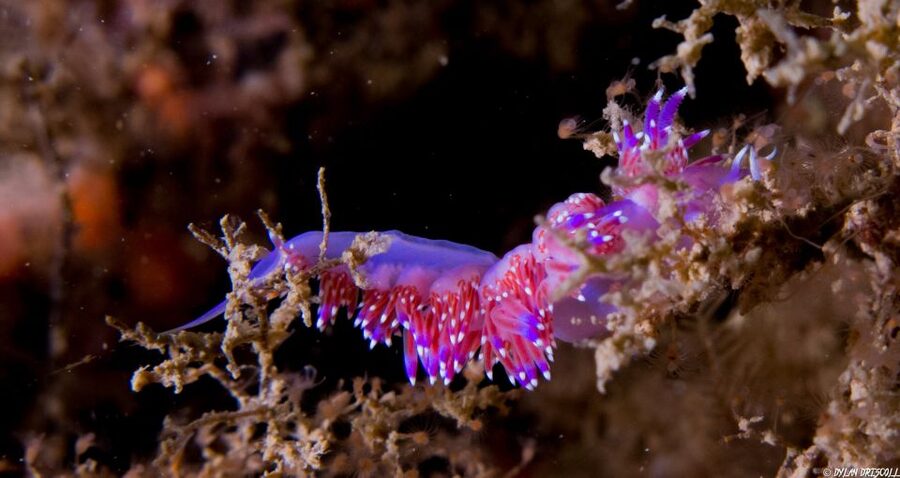 Lagos: Guided Scuba Diving Trip for Beginners - How the small group affects the experience