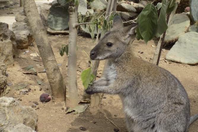 Lagos Zoo Admission Ticket - A Small Zoo With a Clear Family Purpose