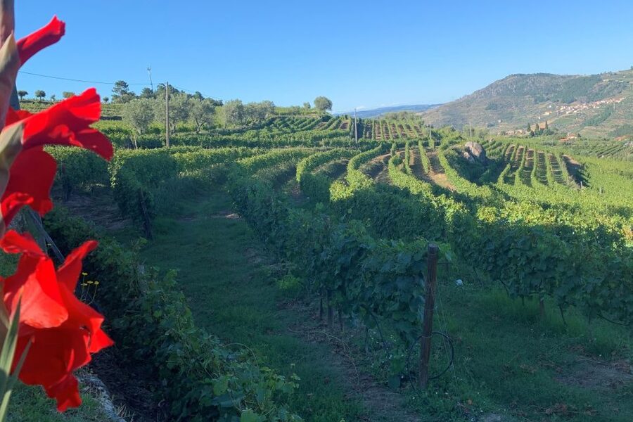 Lamego: Quinta da Portela de Baixo Winery Tour and Tasting - Vineyard paths and views over the Douro Valley