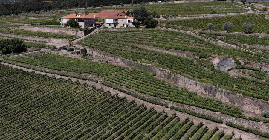 Lamego: Quinta da Portela de Baixo Winery Tour and Tasting - Who should book this Lamego wine visit?