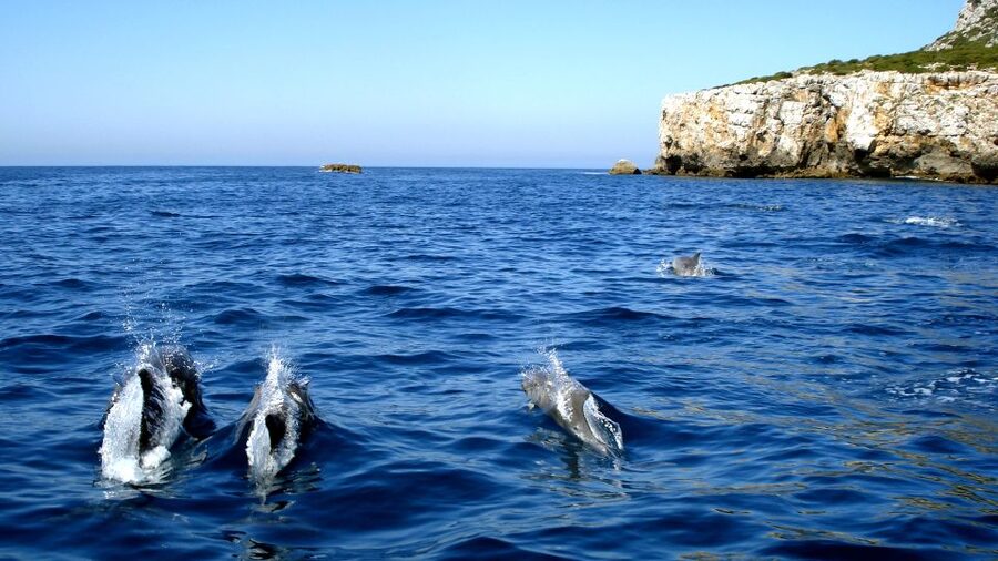 Lisbon: Arrábida Natural Park Dolphin Watching Boat Tour - Why this dolphin trip works from Lisbon