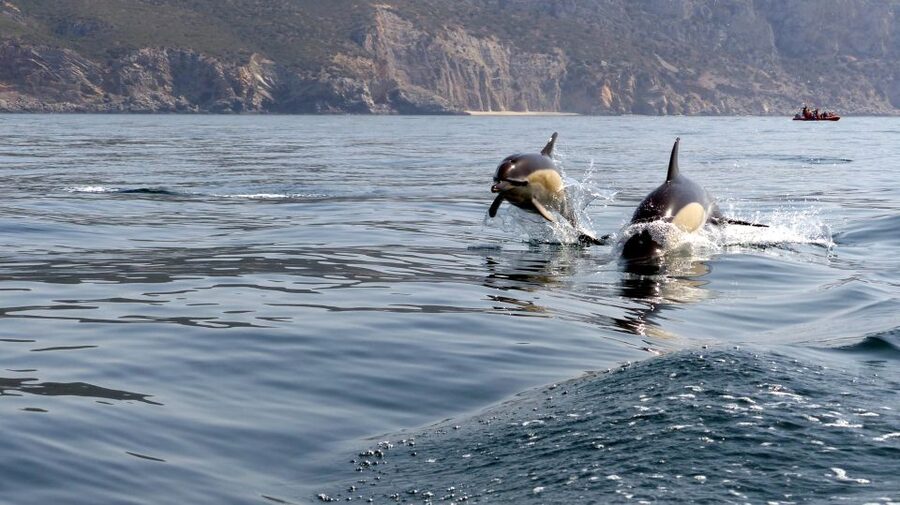 Lisbon: Arrábida Natural Park Dolphin Watching Boat Tour - Is the $58 price fair?