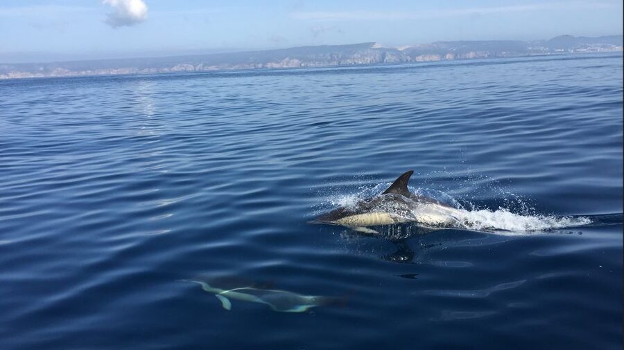 Lisbon: Arrábida Natural Park Dolphin Watching Boat Tour - Setting out from Sesimbra on a semi-inflatable boat