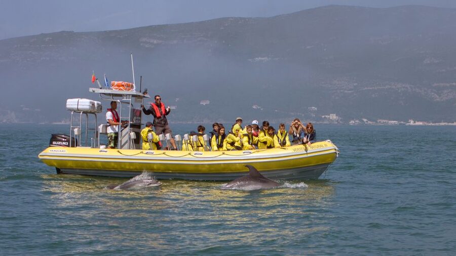 Lisbon: Arrábida Natural Park Dolphin Watching Boat Tour - Respectful wildlife watching makes a difference
