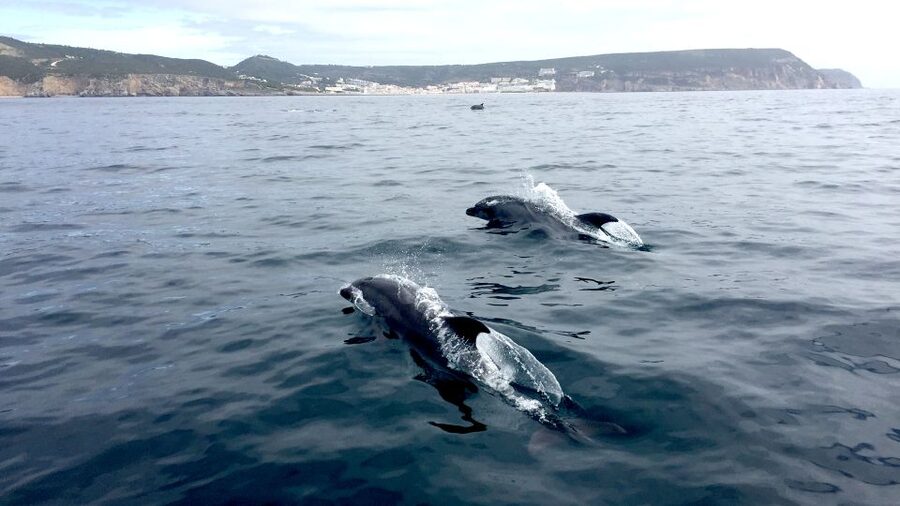 Lisbon: Arrábida Natural Park Dolphin Watching Boat Tour - Lisbon transport or your own way to Sesimbra