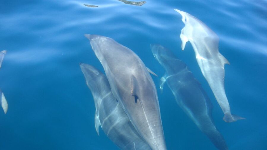 Lisbon: Arrábida Natural Park Dolphin Watching Boat Tour - How long the experience really takes