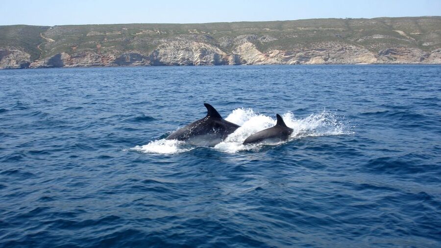 Lisbon: Arrábida Natural Park Dolphin Watching Boat Tour - Who will enjoy this boat tour most