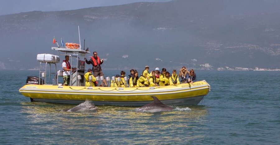 Lisbon: Arrábida Natural Park Dolphin Watching Boat Tour - Searching for dolphins in the marine reserve