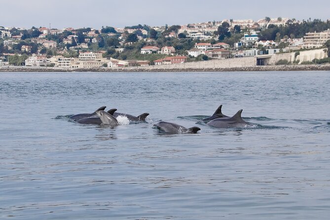 Lisbon: Dolphin Watching with a Marine Biologist - Ocean Safari - From Alcântara to the open Atlantic