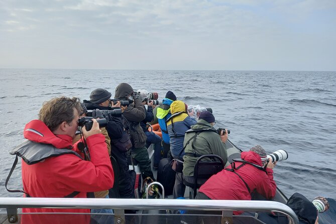 Lisbon: Dolphin Watching with a Marine Biologist - Ocean Safari - What you may see beyond dolphins