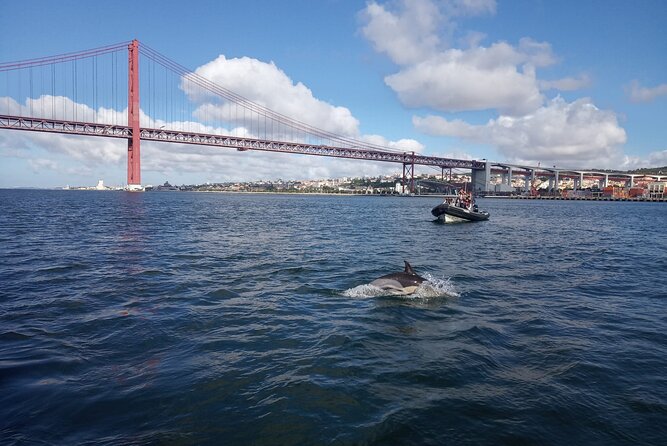 Lisbon: Dolphin Watching with a Marine Biologist - Ocean Safari - A close look at dolphin behavior