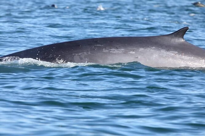 Lisbon: Dolphin Watching with a Marine Biologist - Ocean Safari - Belém Tower from the water