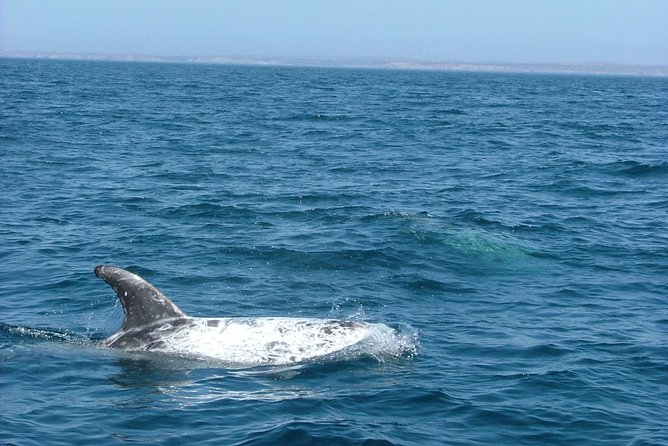 Lisbon: Dolphin Watching with a Marine Biologist - Ocean Safari - Who will enjoy this ocean safari?
