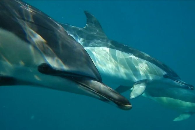 Lisbon: Dolphin Watching with a Marine Biologist - Ocean Safari - Stop 1: Doca de Santo Amaro and the Tagus Estuary