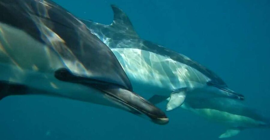 Lisbon: Dolphin Watching with Marine Biologist - Leaving Lisbon From Doca de Santo Amaro