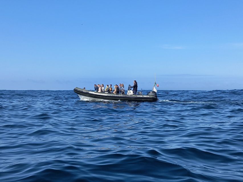 Lisbon: Dolphin Watching with Marine Biologist - Should You Book SeaEO Dolphin Watching?