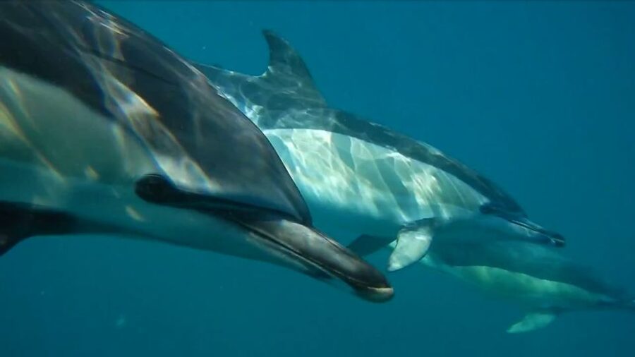Lisbon: Dolphin Watching with Marine Biologist - The RIB Boat Ride Into the Atlantic