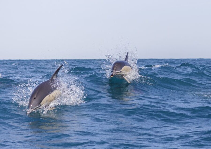 Lisbon: Dolphin Watching with Marine Biologist - More Than Dolphins: Seabirds, Sunfish, and Ocean Life