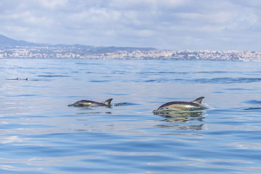 Lisbon: Dolphin Watching with Marine Biologist - Is $76 a Fair Price?