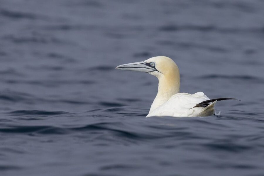 Lisbon: Dolphin Watching with Marine Biologist - Who Will Enjoy This Most?