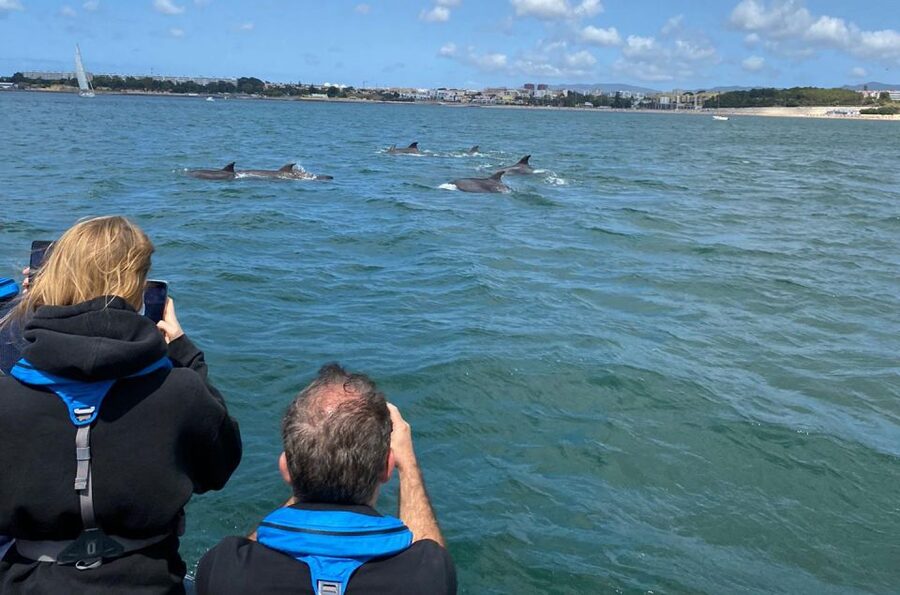 Lisbon: Dolphin Watching with Marine Biologist - Small Group - Is $61 a fair price?