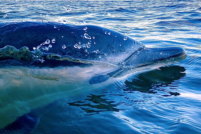 Lisbon: Dolphin Watching with Marine Biologist - Small Group - From the Mercedes-Benz lounge to open water