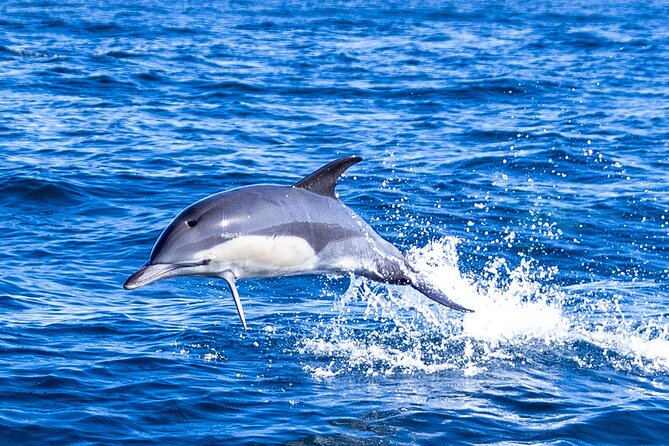 Lisbon: Dolphin Watching with Marine Biologist - Small Group - Searching the Tagus and Atlantic coast