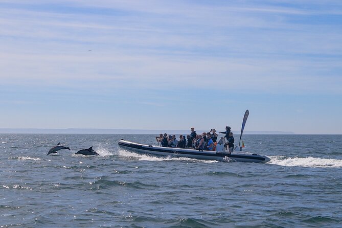Lisbon: Dolphin Watching with Marine Biologist - Small Group - What the research partnership adds