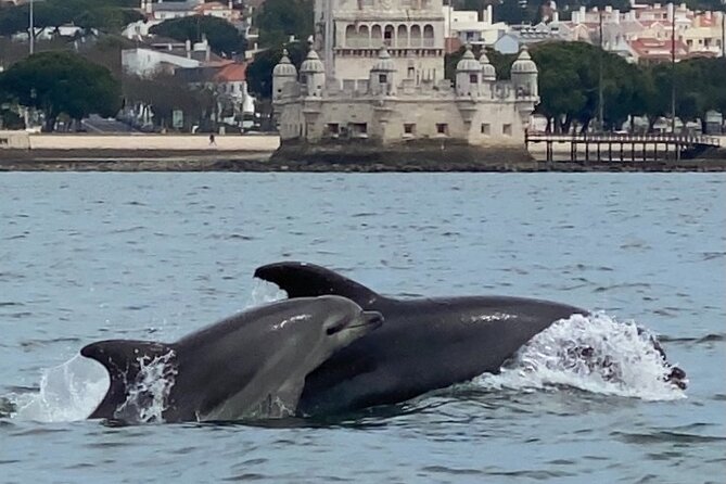 Lisbon: Dolphin Watching with Marine Biologist - Small Group - The Cascais coast and JJC6+RP