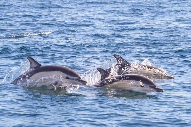 Lisbon: Dolphin Watching with Marine Biologist - Small Group - The return run past Lisbon’s monuments