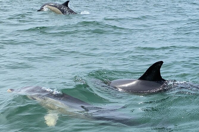 Lisbon: Dolphin Watching with Marine Biologist - Small Group - Comfort, seasickness, and who should go