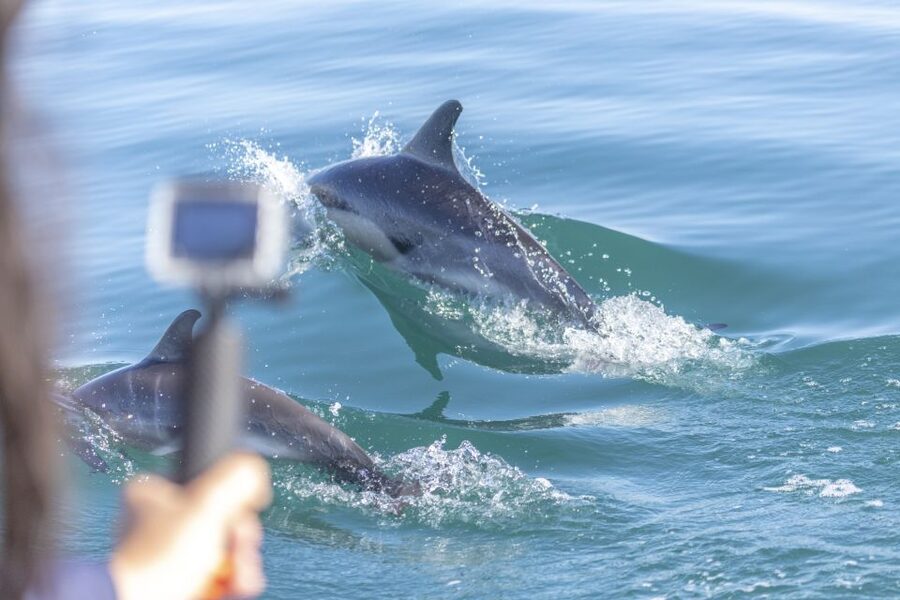 Lisbon: Dolphin Watching with Marine Biologist - Searching for Dolphins Near the Tagus and Atlantic