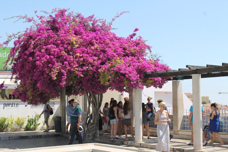 Lisbon: Full-Day Private Walking Sightseeing Tour - Starting beneath the Rua Augusta arch