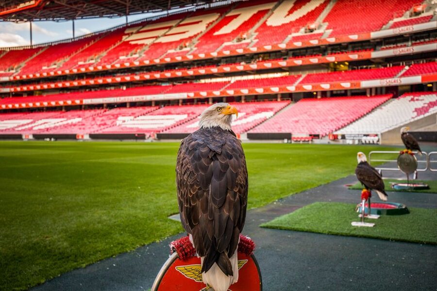 Lisbon: Luz Stadium Tour & SL Benfica Museum Ticket w/Scarf - Why the museum may be the strongest part